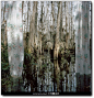 “Marjory's World”是女摄影师 Rebecca Reeve 在2012年完成的一个拍摄项目，整组作品拍摄于美国大沼泽地国家公园，摄影师将窗帘作为布景，营造出一种人们似曾相识却在现实中并不存在的特殊景致。

“其实每一张照片都是在大沼泽地的自然空间，并没有真实的窗户。我们将在城镇里买的窗帘带到这里，构建出一种代表‘人类社会’的框架，让人们第一时间通过镜头产生似曾相识的而错觉。

这些照片如同梦境初醒，时空交错，难以辨别，就如同我们对世界的依恋一样充满了不确定性和神秘。在大沼泽地公园这样广漠的自