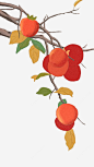 一株手绘的柿子png免抠素材_新图网 https://ixintu.com 柿子 秋天的柿子 红果的柿子 手绘 插画