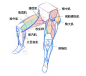 腿部肌肉结构_百度图片搜索