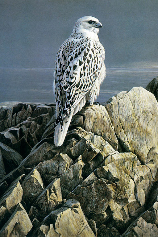 隼形目隼科隼属矛隼