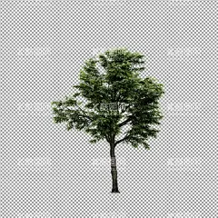 高清免扣树  - 源文件下载【酷图网】免扣,树,免扣树,高清,psd,树素材,元素,素材,树免扣,绿色树木,合成素材,建筑效果图,绿色植物,景观植物,园林,园艺,树丛,灌木丛,道路树,园林设计,PDS素材