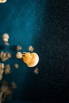 彩虹大拿采集到海洋生物