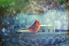 数字艺术，绘画效果，北方红衣主教(Cardinalis Cardinalis)