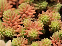 乙女心多肉植物清新盆栽桌面壁纸-55壁纸网