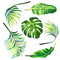 夏季植被 热带植物 蕨类植物 图案设计AI 矢量素材 插图/插画