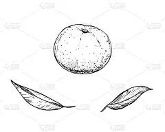 手绘桔红、橘子、树叶黑白速写。矢量插图。元素在图形风格标签，卡，不干胶，菜单，包装。雕刻风格的插图。