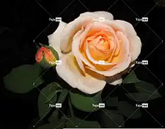 玫瑰 花 植物 花卉背景 美丽的花朵 花园 花壁纸 玫瑰花 自然