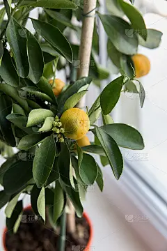 窗台上的室内盆栽桂竹，特写镜头