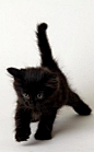 Black Kitten | Cutest Paw