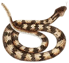 HTC_Heritage Library_SnakesElement 2