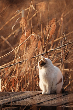 桑小楼采集到猫宝贝