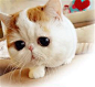 现实版咖啡猫