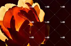 郁金香 Mac壁纸 花瓣 高清壁纸 花 自由背景 看法 背景光