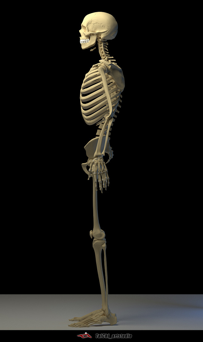 Human skeleton, Tai ...