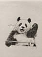 大熊猫|福宝