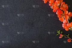 红色的榅桲花在深色的背景上。贺卡。