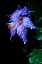 Photograph Hibiscus On Black - II