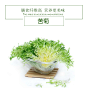 【开年大吉】苦叶生菜500g 苦菊苦细叶狗牙菜 新鲜蔬菜-tmall.com天猫