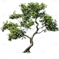 通用实景树木绿色植物元素贴纸
