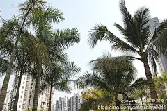 我在海南琼海租住的绿色生态小区什么样实拍, 刘星云旅游攻略