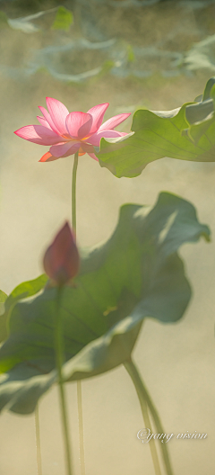 ZR是阿呱采集到花花世界