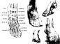 [转载]下肢结构分析