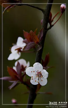 【花卉摄影】——春风花草香（2014春天花卉第二季）, 川行天下旅游攻略