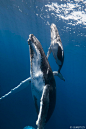 『图集』徜徉自由深海的鲸鱼 - 新摄影