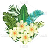 鸡尾酒,叶子,自然,热带雨林,图像,花朵,壁纸,植物群,花,装饰