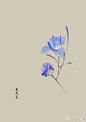 #365天生日花# 5月28日 鸢尾花（Garden Iris） <br/>花语：忠告（Advice）<br/> 