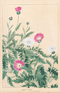 Chigusa Soun Flowers of Japan Woodblock Prints 1900