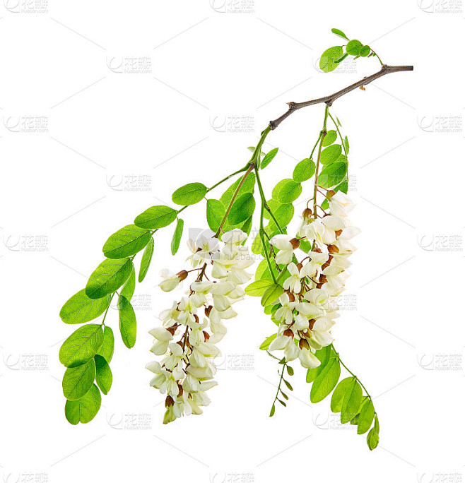 刺槐，在它的原产地俗称为刺槐。白色背景上的花。图片_白色背景图片素材-花瓣网
