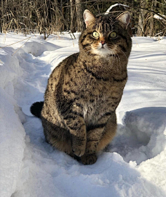 雪云碧瑶采集到动物