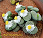 Lithops fulviceps f. aurea.  Photo by K.k. Agrawal