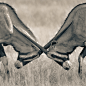 Photograph Oryx Symmetry by Mario Moreno on 500px