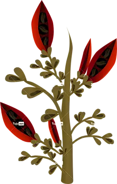 植物 树木 植物群 红色的 种子 水果 分行 自然 花园