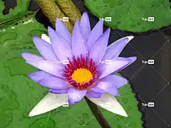 百合花 美丽的花朵 自然 花卉背景 花壁纸 花 莉莉