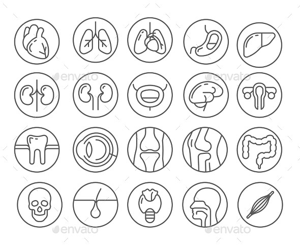 人体器官图标设置行-杂项图标Human Organs Line Icon Set - Miscellaneous Icons解剖学、艺术、生物 ...