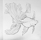 金鱼白描线稿资料，尽管拿走