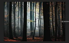 森林动态壁纸下载-美丽森林风景动态壁纸- 未来mac下载