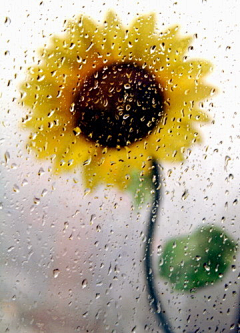 花花海洋采集到雨