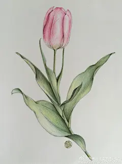 彩铅花卉