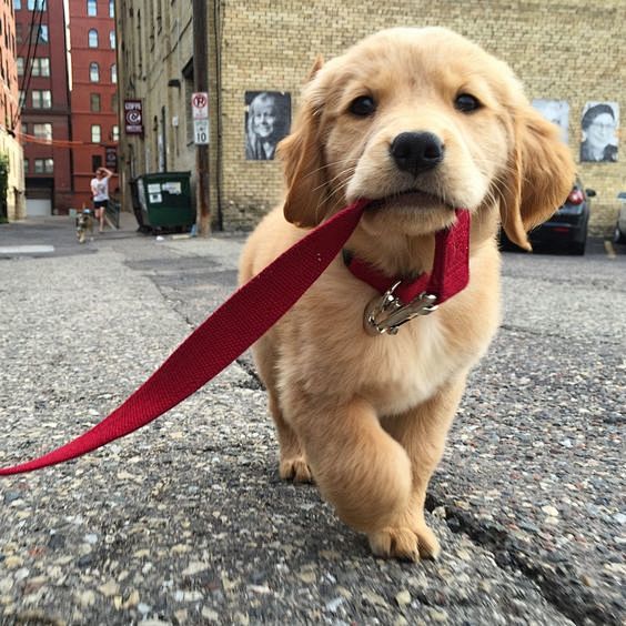 "Take me for a walk!...