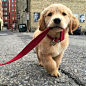 "Take me for a walk!" little #Golden #Retriever: 