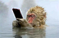 在伦敦的自然历史博物馆举办“2014年野生动物摄影师”大赛中，一只雪猴在长野县山之内町的“地域谷野猴园”边泡温泉边玩iPhone手机的照片因人气投票被评选为特等奖。

