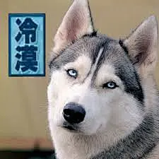 “二哈 表情包”的图片搜索结果