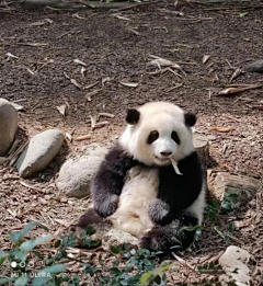 糯米西咪团子采集到大熊猫和花