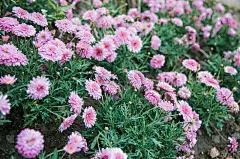 粉红色的栀子花在公园里盛开，姹紫嫣红