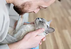 点击来源直接获取大图文件 |Bearded man with fluffy Burmese  cat. Cat very happy with owner. Relaxing with amazing cat. Friendship and love between human and cat.