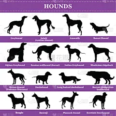 猎犬,矢量,可爱的,纯种犬,背景分离,纺织品,灰猎犬,狗,哺乳纲,站